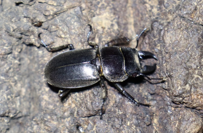 ヒラタクワガタ♂_No.3のクヌギ_クワガタ達のオアシス_2023年8月28日19時20分 気温29.8度